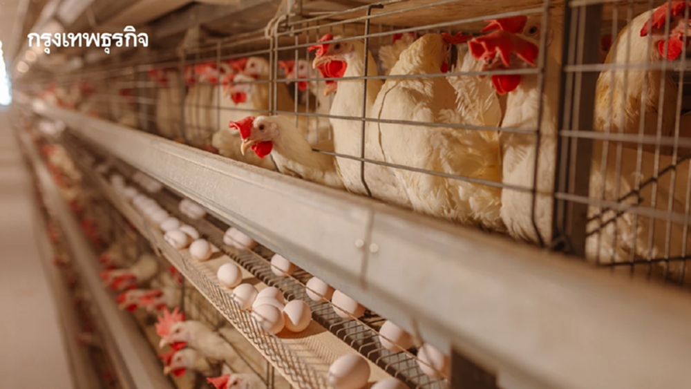 เอ้กบอร์ดกระตุ้นกินไข่ในประเทศ พร้อมกระจายพันธุ์ทั่วถึงเกษตรกร