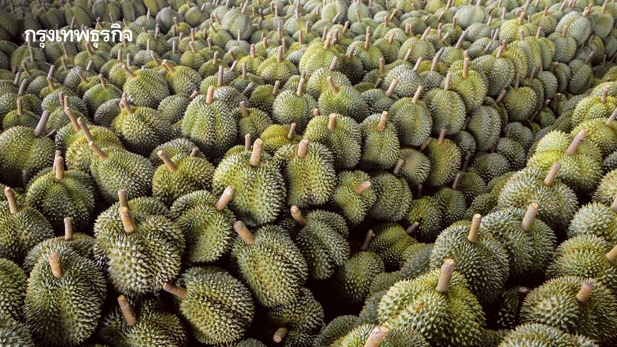 เกษตรฯ เข้ม ปราบทุเรียนเถื่อน นำเข้า-ส่งออก ต้องชี้แจงเอกสาร