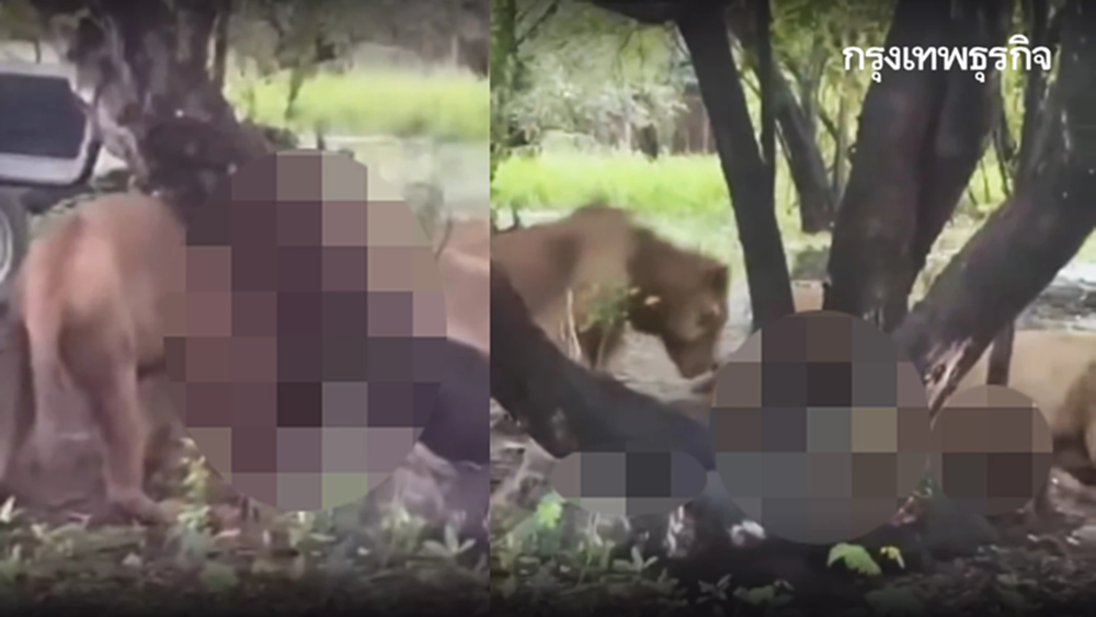 ด่วน เกิดเหตุ สิงโตรุมขย้ำเจ้าหน้าที่เสียชีวิต สวนสัตว์ดัง กทม.