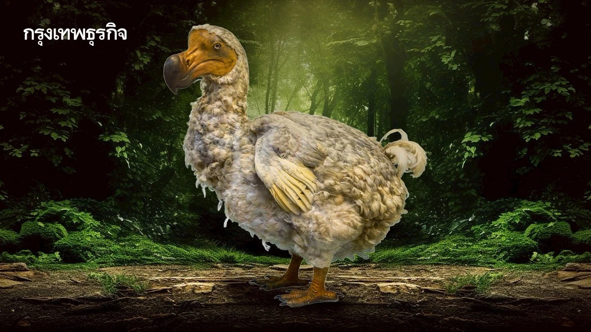 ชุบชีวิต ‘นกโดโด’ ด้วยการตัดต่อพันธุกรรมเซลล์จากนกพิราบ