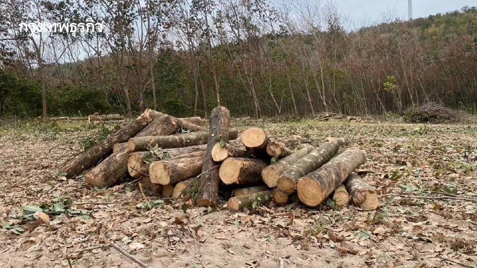 กยท. เร่งชดเชยเกษตรกรโค่นยางปลูกแทน 1.6หมื่นบาทต่อไร่