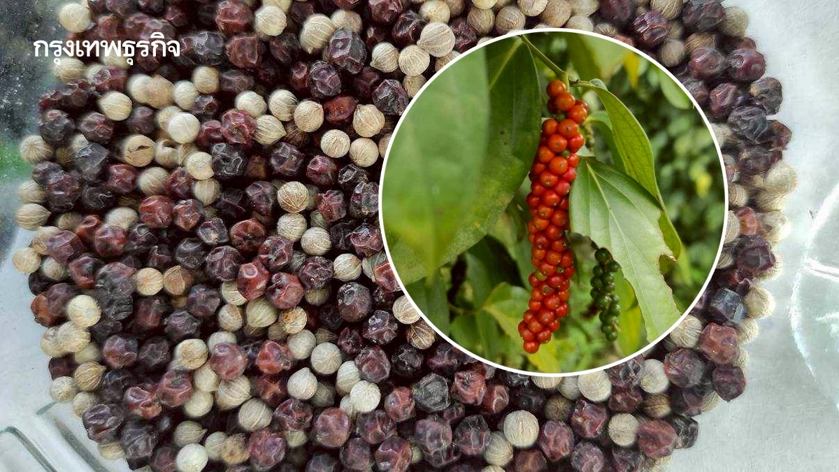 พริกไทย ราคาดีต่อเนื่อง ตลาดต้องการ สศก. หนุน ขึ้นแท่นพืชเศรษฐกิจ