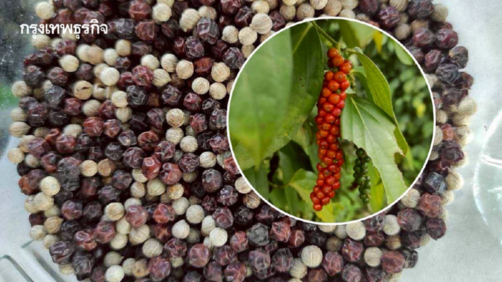 พริกไทย ราคาดีต่อเนื่อง ตลาดต้องการ สศก. หนุน ขึ้นแท่นพืชเศรษฐกิจ