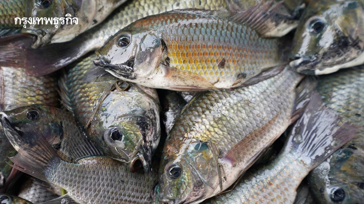 'ไบโอไทย' รับฟังข้อหาเผยแพร่ภาพเท็จกรณี 'ปลาหมอคางดำ'