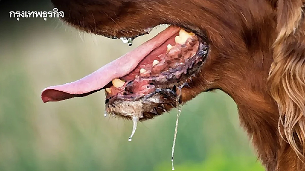 เตือนล่าสุด พื้นที่เสี่ยง "โรคพิษสุนัขบ้า" ย่านหนองจอก - มีนบุรี - ลาดกระบัง