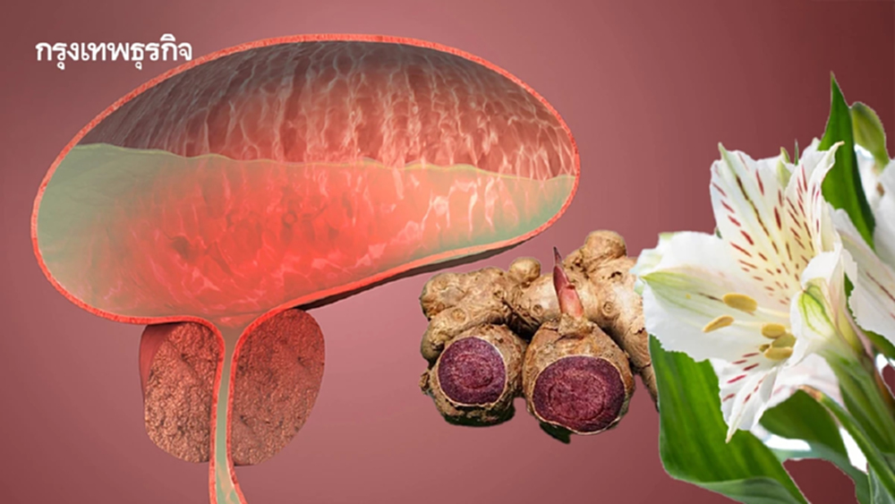 วิจัยจุฬาฯ! 'พืชสกุลพลับพลึง – กระชายดำ' ยับยั้งเสี่ยงต่อมลูกหมากโต