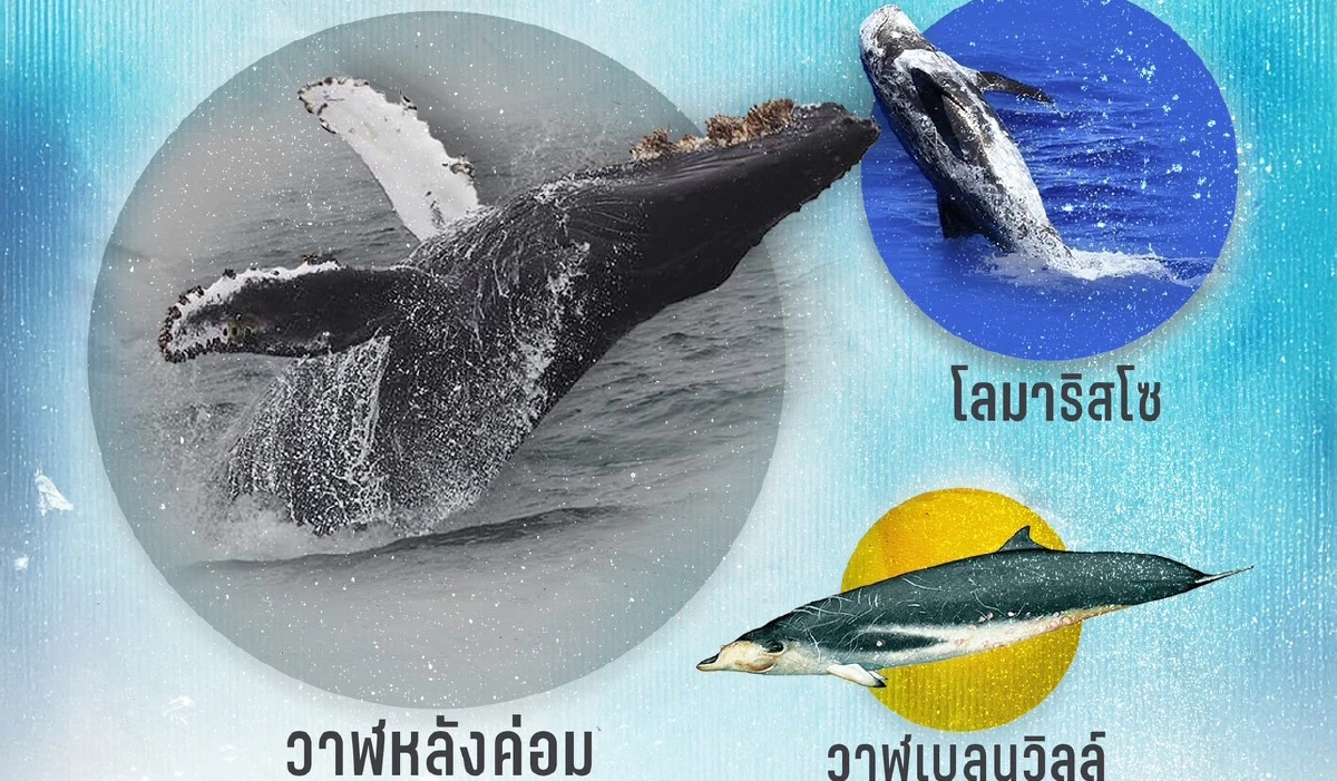 คุ้มครอง '3 สัตว์ทะเลหายาก' ปกป้อง อนุรักษ์ความหลากหลายทางทะเล