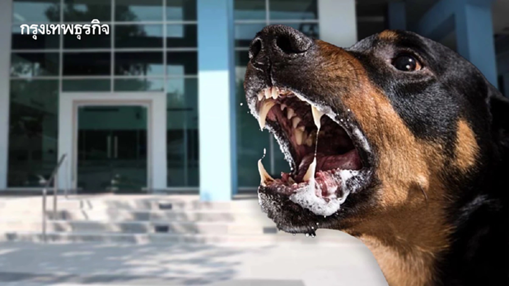 11 พื้นที่ กทม.-สมุทรปราการ เสี่ยงโรคพิษสุนัขบ้า ย้ำ 5 ขั้นตอนป้องกัน