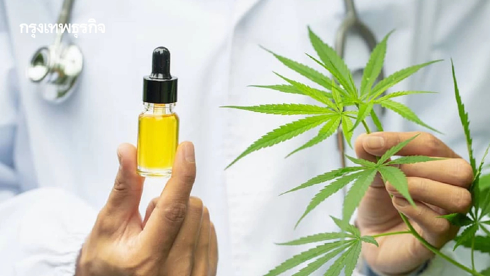 ‘กัญชาทางการแพทย์’ เตรียมคลายล็อก ให้ผู้ประกอบการเดินหน้า