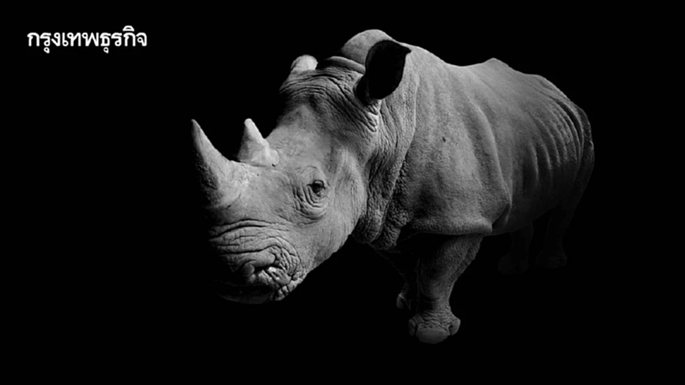 วันแรดโลก 22 ก.ย ตลาดมืดล่าไม่หยุด เหลือไม่ถึง 3 หมื่นตัว มายาคติสรรพคุณนอแรด