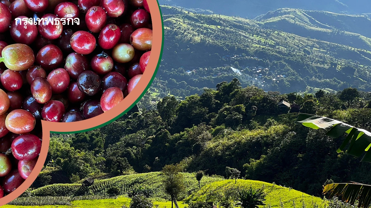 ขุนน่าน คอฟฟี่ 'สงวนสิทธิ์ เรืองดำ' กับภารกิจ 'คืนผืนป่าให้แม่ด้วยกาแฟพ่อ'