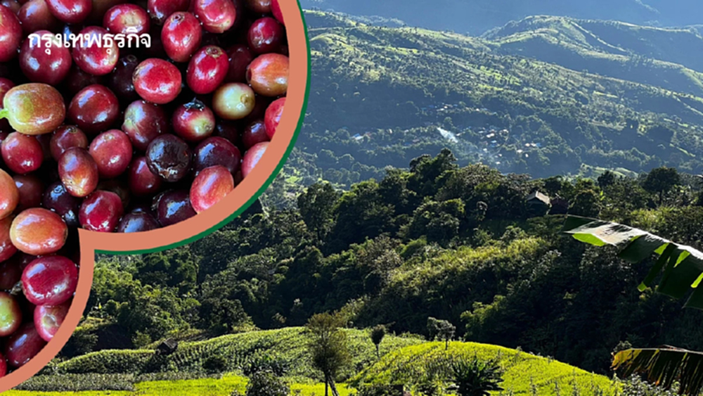 ขุนน่าน คอฟฟี่ 'สงวนสิทธิ์ เรืองดำ'  กับภารกิจ 'คืนผืนป่าให้แม่ด้วยกาแฟพ่อ'