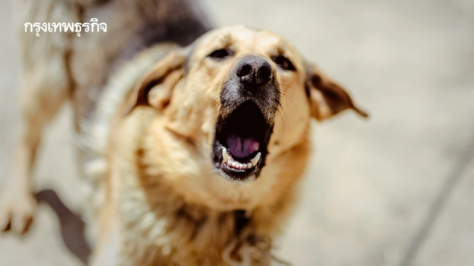 กทม. เตือน 11 พื้นที่เสี่ยงโรคพิษสุนัขบ้า หลังพบสัตว์ป่วยติดเชื้อ