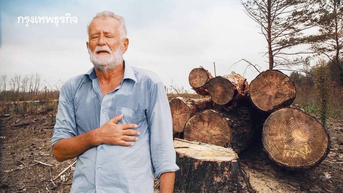 ‘ตัดไม้ทำลายป่า’ คร่าชีวิตคนครึ่งล้านในรอบ 20 ปี ป่าหายร่างกายร้อนขึ้น 3 °C
