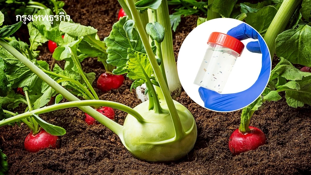 พบ ‘นาโนพลาสติก’ ปนเปื้อนในเนื้อเยื่อ ‘พืชผัก’ ครั้งแรก ตอกย้ำไม่มีอะไรปลอดภัย