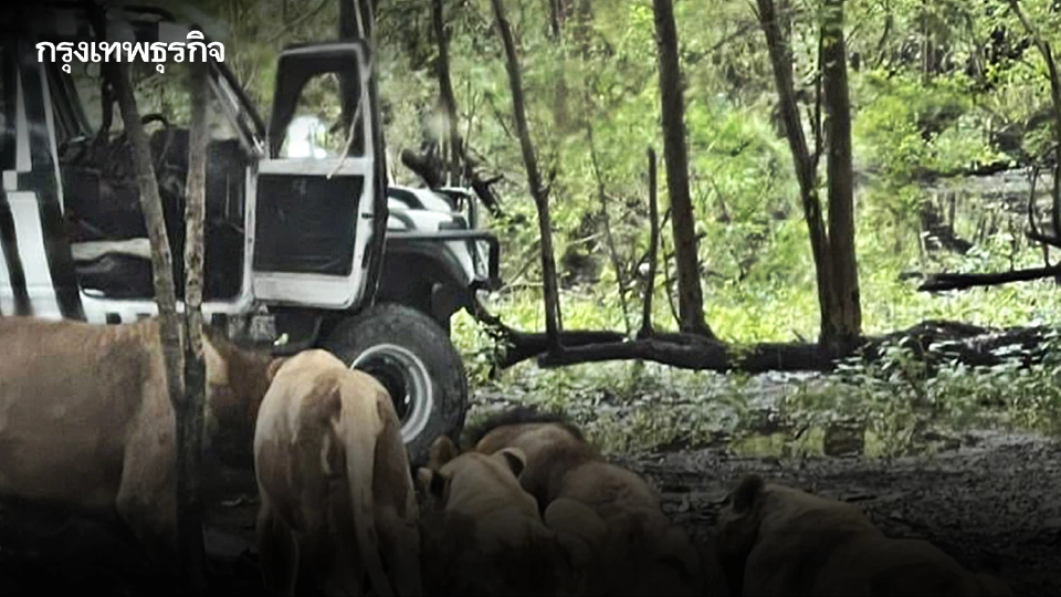 กทม. ลงพื้นที่ตรวจสอบปม สิงโต รุมขย้ำจนท.สวนสัตว์ ย้ำเข้มงวดความปลอดภัย