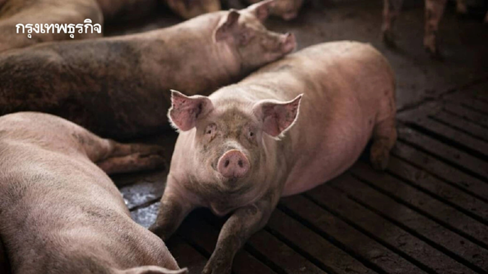 สมาคมผู้เลี้ยงสุกร ผุดมาตรการขายหมูราคาพิเศษ หวังดึงตลาดกลับสู่สมดุลหวัง