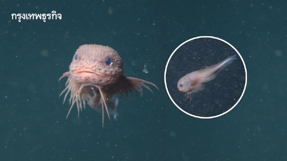 พบ ‘ปลาทะเลน้ำลึก’ ชนิดใหม่ สีชมพูสุดแบ๊ว ลบความเชื่อใต้ทะเลมีแต่ตัวประหลาด