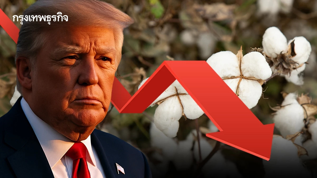 ยอดส่งฝ้ายสหรัฐไปจีน ‘ดิ่ง 90%’ สวนทางเวียดนาม พุ่งขึ้น 3 เท่า ภาษีทรัมป์เปลี่ยนภาพตลาด