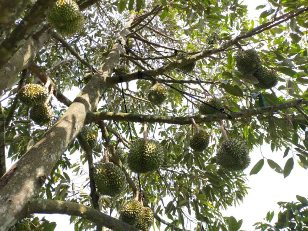 เกษตรล้อมกรอบป้อง‘สวมสิทธิทุเรียน’  รีแพคเกจอ้างเป็นของไทยส่งออกนอก