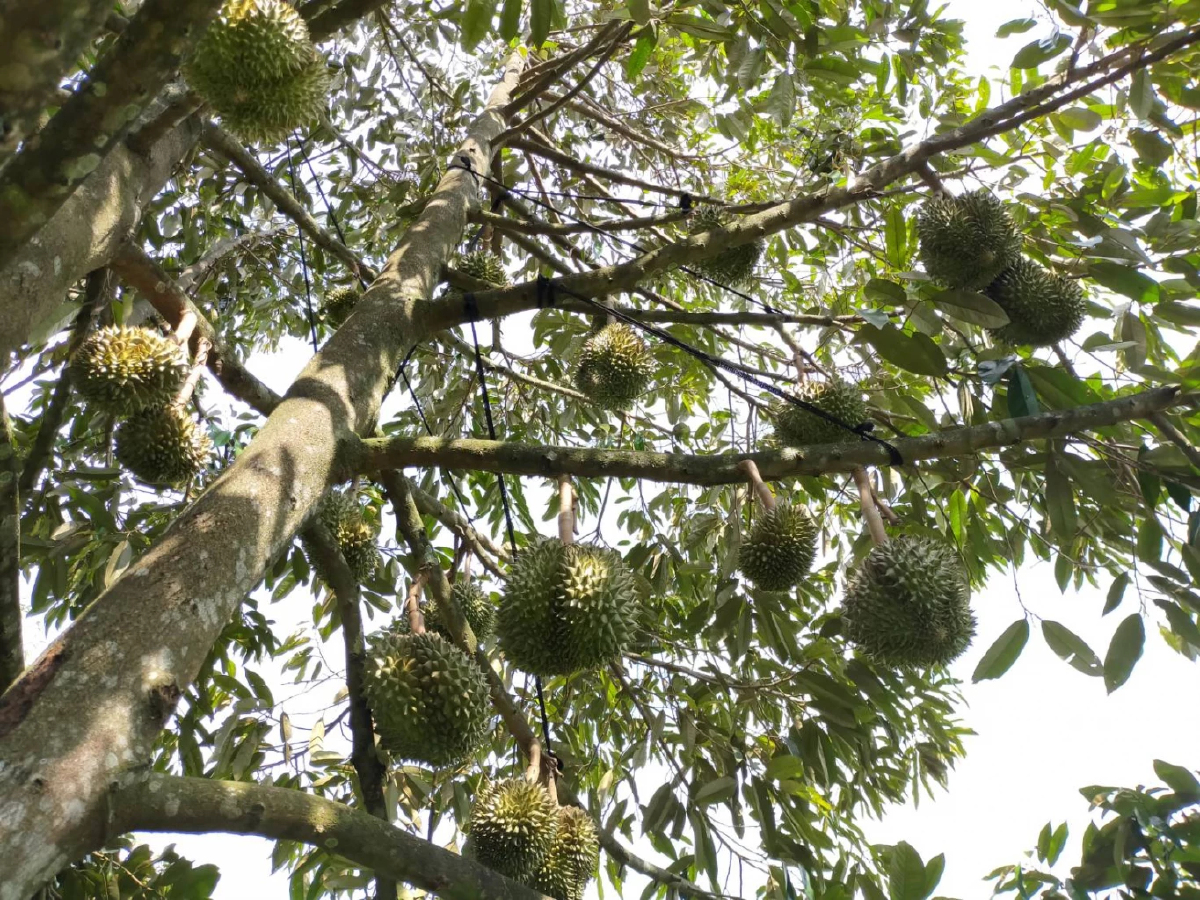 เกษตรล้อมกรอบป้อง‘สวมสิทธิทุเรียน’ รีแพคเกจอ้างเป็นของไทยส่งออกนอก