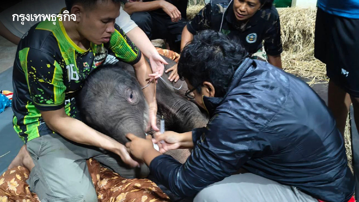 คืบหน้าอาการ "ข้าวต้ม" ลูกช้างป่า พลัดหลง เริ่มดีขึ้น ทีมสัตวแพทย์ดูแลใกล้ชิด
