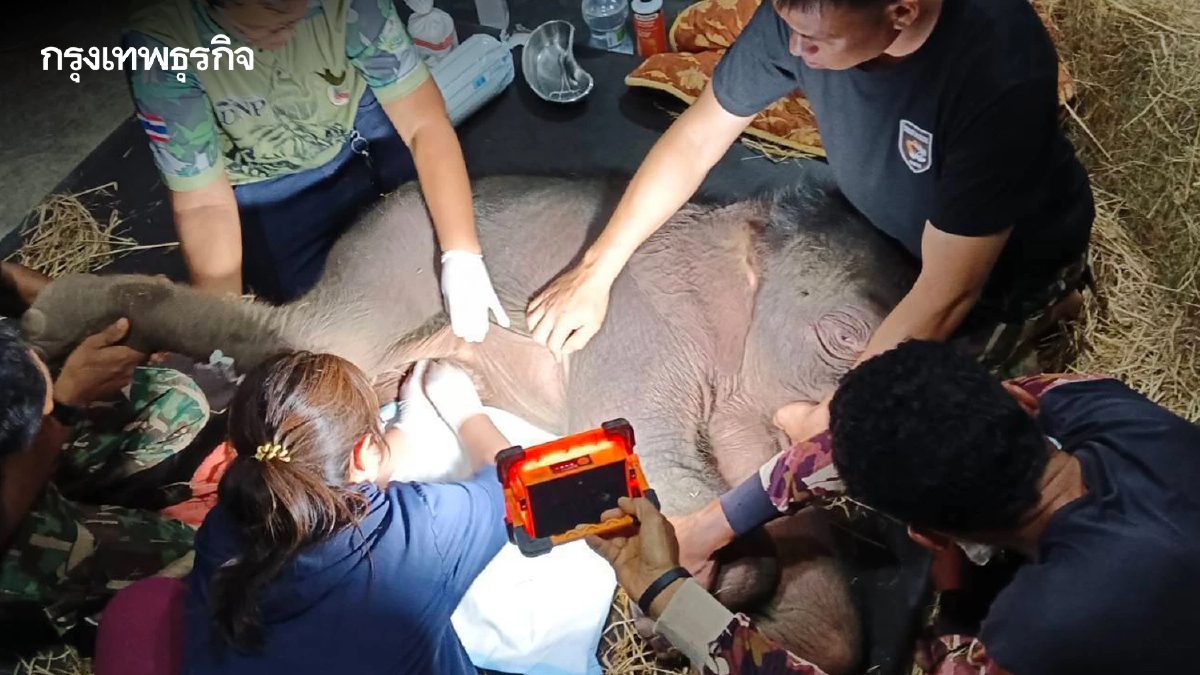 อาการล่าสุด "ข้าวต้ม" ลูกช้างป่า พลัดหลง ยังอ่อนแรง ลุกเดินไม่ได้