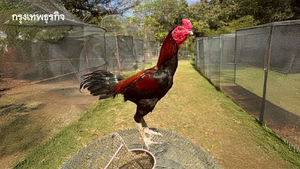 ปศุสัตว์ ส่งออก ‘Ayam Bangkok’ไทยแลนด์สู่อินโดนีเซีย เพิ่มต่อเนื่อง
