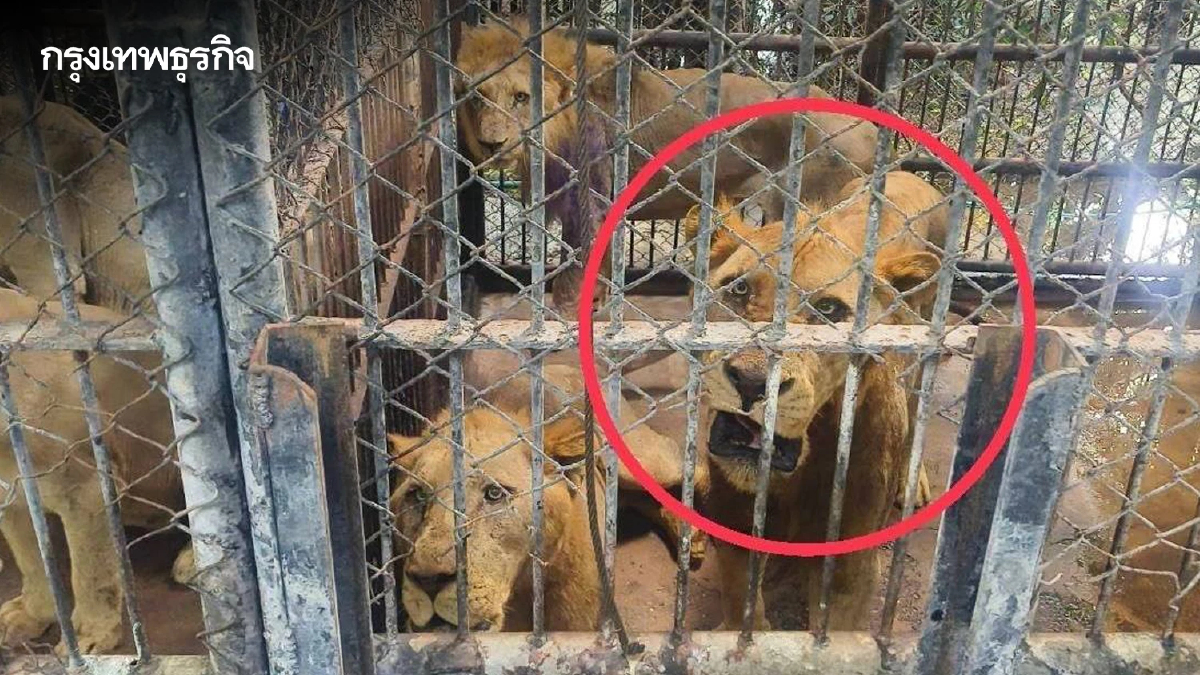 เปิดภาพ 5 สิงโต ซาฟารีเวิลด์ ถูกขังในกรง สังเกตพฤติกรรม หลังรุมขย้ำจนท.ดับ