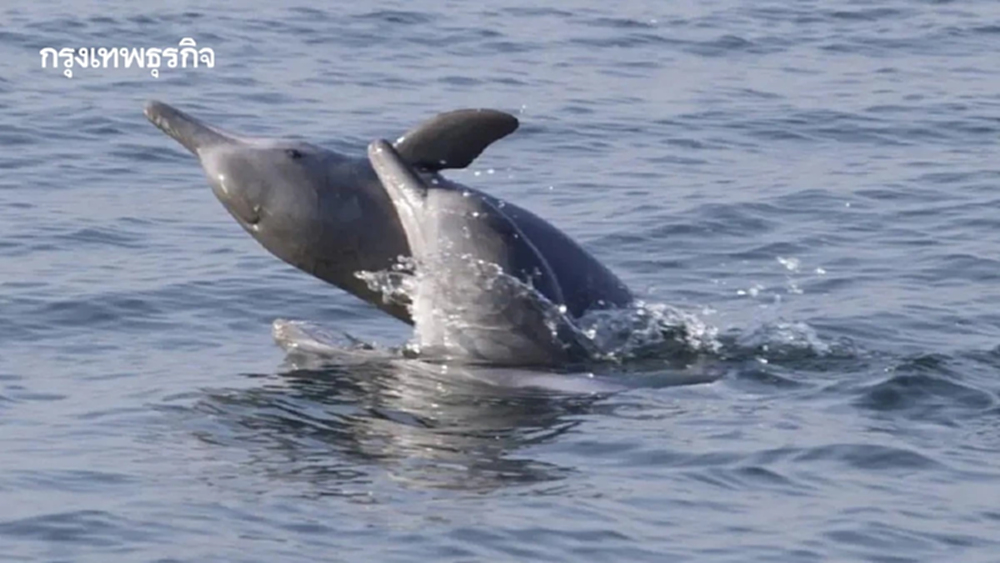 สหรัฐ ผ่านมาตรฐาน MMA ให้ไทยส่งออกสัตว์น้ำได้ ทำประมงไม่กระทบโลมา