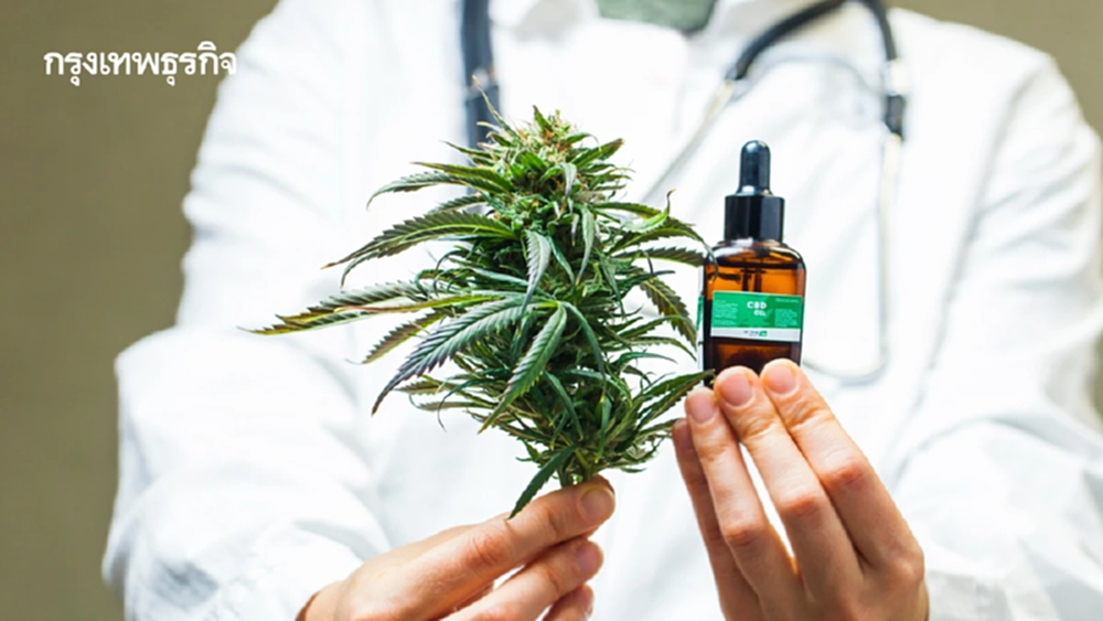 กรมแพทย์แผนไทยฯย้ำ 'กัญชาทางการแพทย์' จำกัด 5 กลุ่มอาการ 