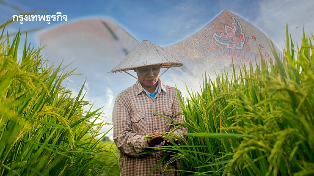 จ่ายแล้ว เงินช่วยเหลือชาวนา ไร่ละ 1000 ตรวจสอบสิทธิ์ ธกส. โอนเข้า