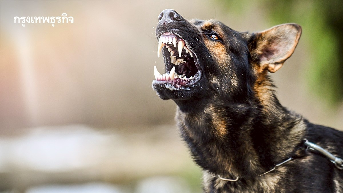 .ประกาศเขตโรคระบาด 1 เดือน โรคพิษสุนัขบ้าแพร่ ปทุมธานี - สายไหม กทม..