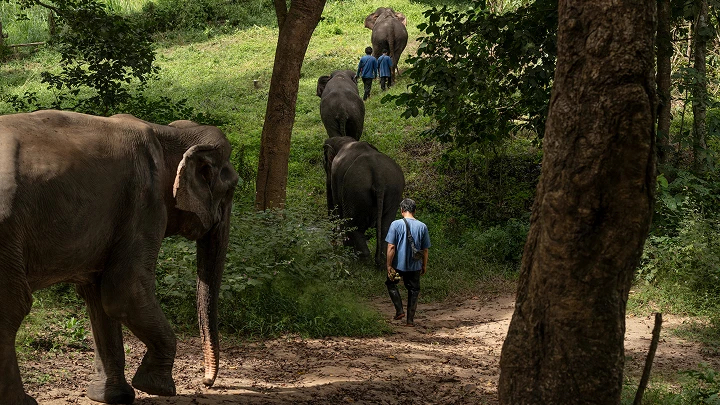 เที่ยว 'ปางช้าง' อย่างเป็นมิตร ไม่ขี่ช้าง ไม่อาบน้ำกับช้าง