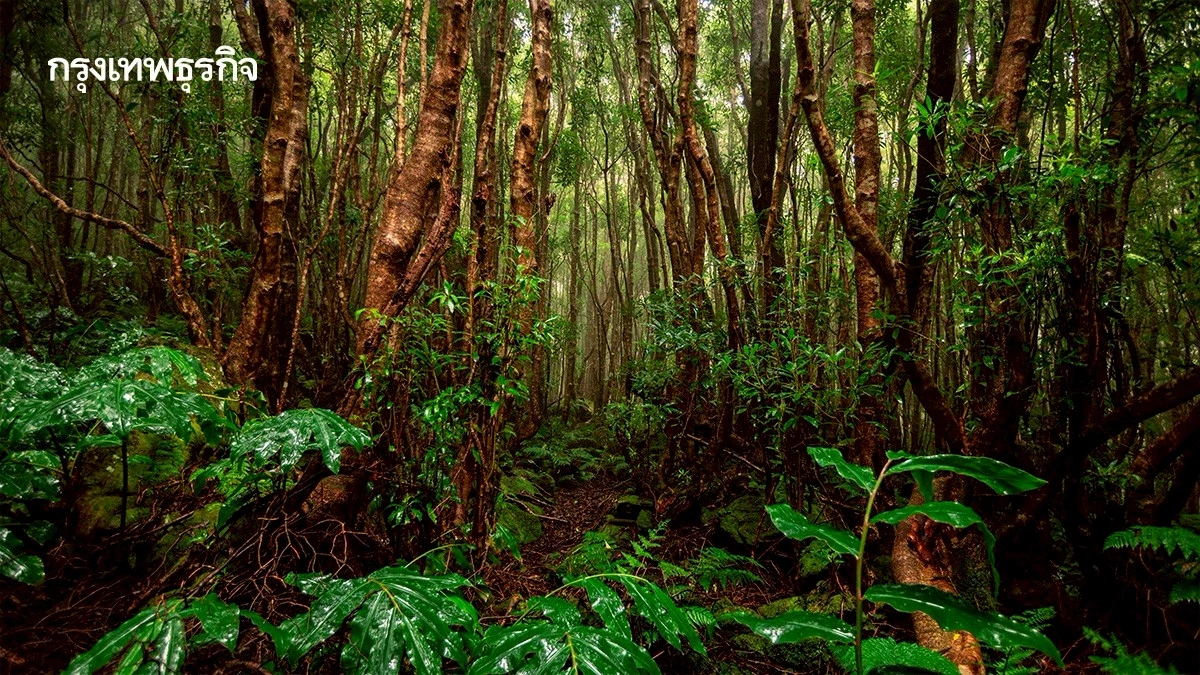 สถิติล่าสุด พื้นที่ป่าไม้ไทย หดกว่า 3 หมื่นไร่ แนวโน้ม 10 ปียังเสียมากกว่าได้