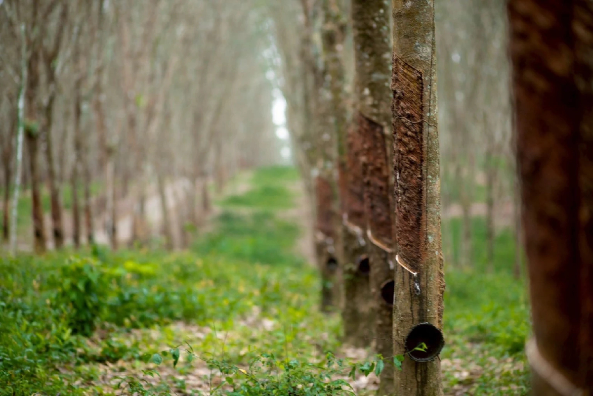 กยท.ประเมินสถานการณ์ราคายางของไทย มั่นใจต้นปี 69 พุ่งแตะ 3 หลัก