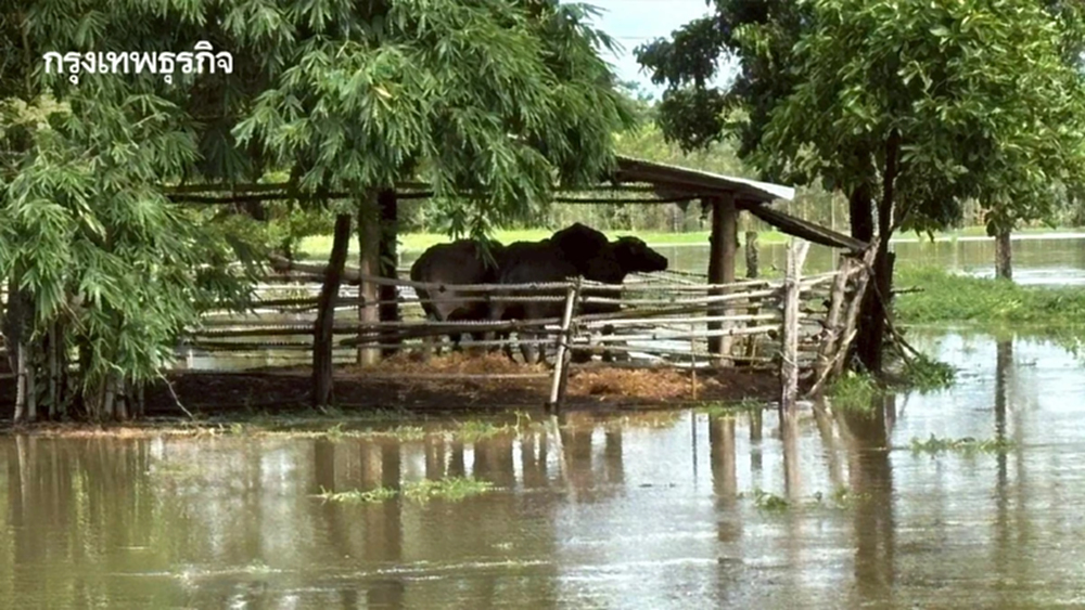 กรมปศุสัตว์ เยียวยาเกษตรกรผู้เลี้ยงสัตว์ ผลจากพายุคาจิกิ 12 จังหวัด