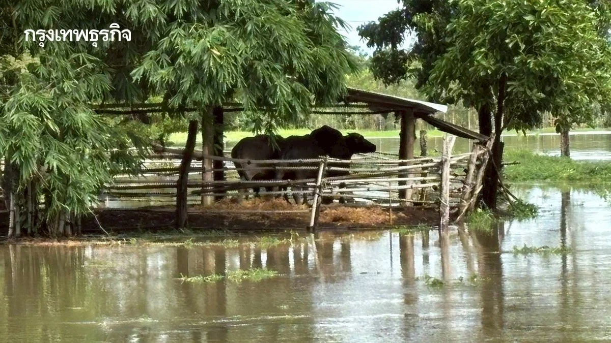 กรมปศุสัตว์ เยียวยาเกษตรกรผู้เลี้ยงสัตว์ ผลจากพายุคาจิกิ 12 จังหวัด
