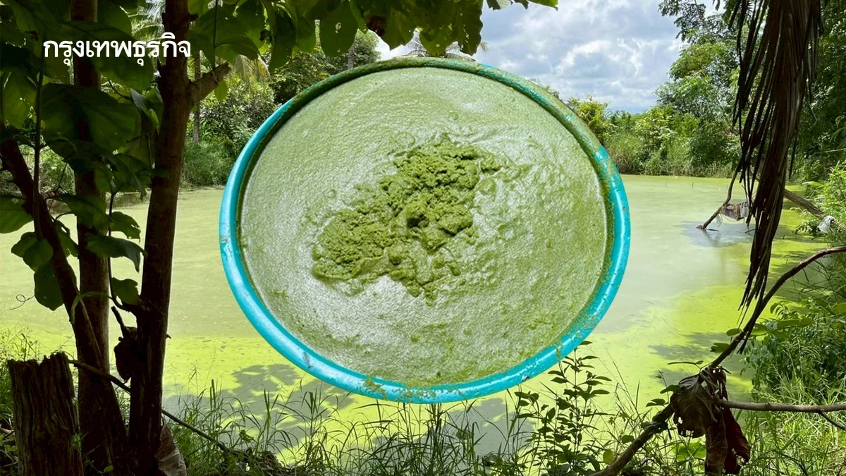 สศก. แนะเลี้ยง ‘ผำ’  สู่โปรตีนทางเลือกยุคใหม่ มูลค่าสูง