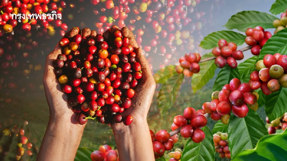 มาตรฐาน​ใหม่​ 'ปลูกกาแฟ' ใต้ข้อกำหนด 119 ข้อ ทางรอดจากภัยเกษตรเชิงเดี่ยว