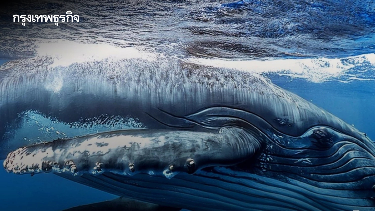 มติ ครม. เพิ่ม วาฬหลังค่อม-วาฬเบลนวิลล์-โลมาริสโซ เป็นสัตว์ป่าคุ้มครอง