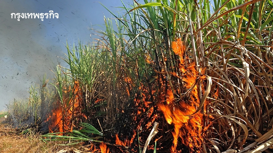 ไฟเกษตรอีสาน: โจทย์ท้าทายระหว่างฐานเสียงกับผลกระทบฝุ่นคนกรุง