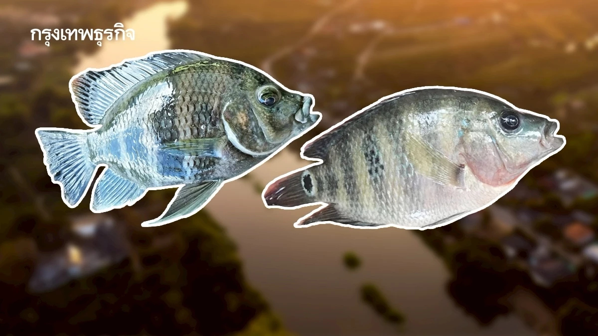 'ปลาบัตเตอร์ –มายัน' อีก 2 ภัยเงียบในสายน้ำ ที่ยังรุกรานระบบนิเวศไทย