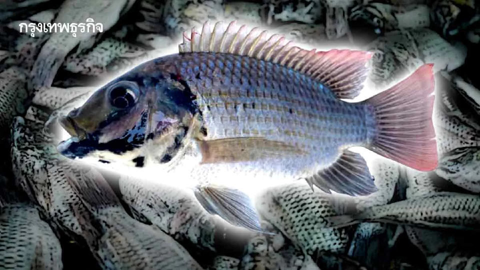‘ปลาหมอคางดำ’ทั่วไทย7.3ล้านกิโลกรัม กรมประมงกำจัดแล้วลุยล้างบางสิ้นซาก