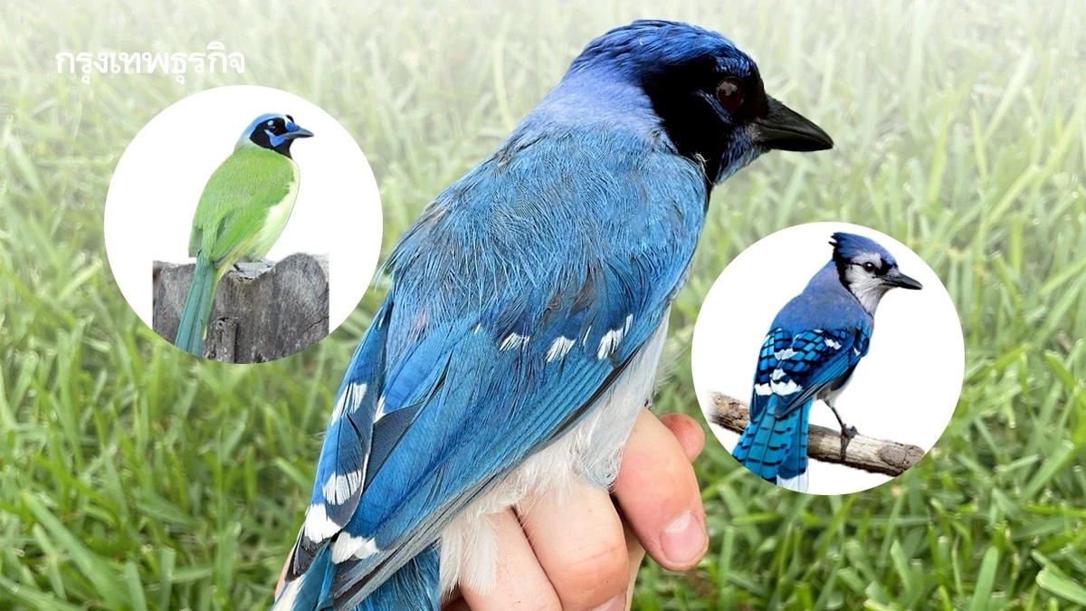 พบ ‘นกเจย์’ ผสมข้ามสายพันธุ์ ตัวแรกของโลก ผลจากโลกร้อน ทำที่อยู่นกเปลี่ยนไป