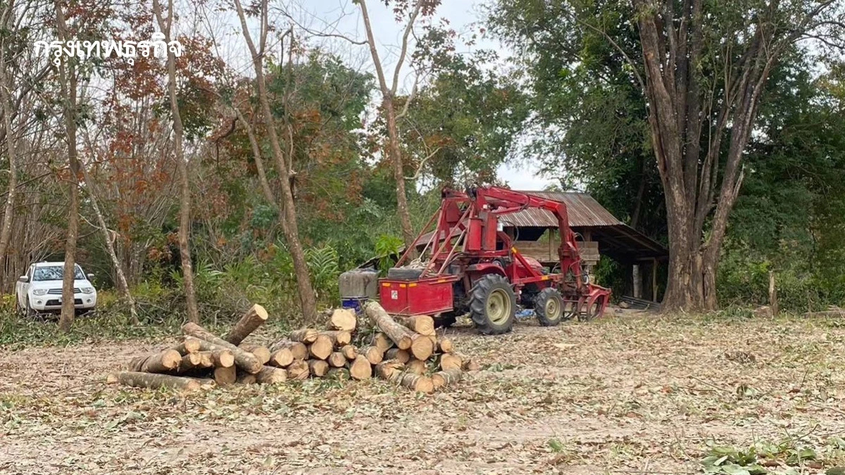 เริ่มแล้ว กยท. หนุนเกษตรกร ปลูกแทนยางพาราสู่ความยั่งยืนปี 69