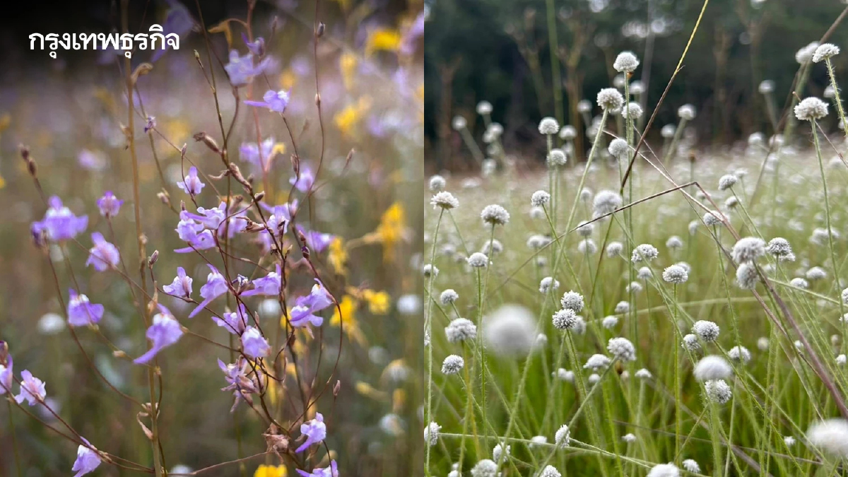 ชมความงาม "พรรณไม้พระราชทานนาม" บานสะพรั่ง ณ อุทยานแห่งชาติภูพาน