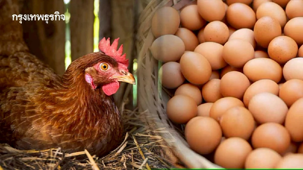 ผู้เลี้ยงไก่ไข่ ร้องช่วยพยุงราคาดิ่ง ชี้ชะลอเพิ่มโควตานำเข้าพ่อ-แม่พันธุ์