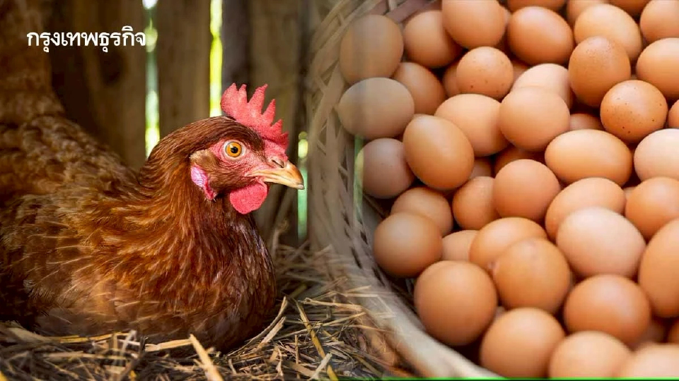 ผู้เลี้ยงไก่ไข่ ร้องช่วยพยุงราคาดิ่ง ชี้ชะลอเพิ่มโควตานำเข้าพ่อ-แม่พันธุ์