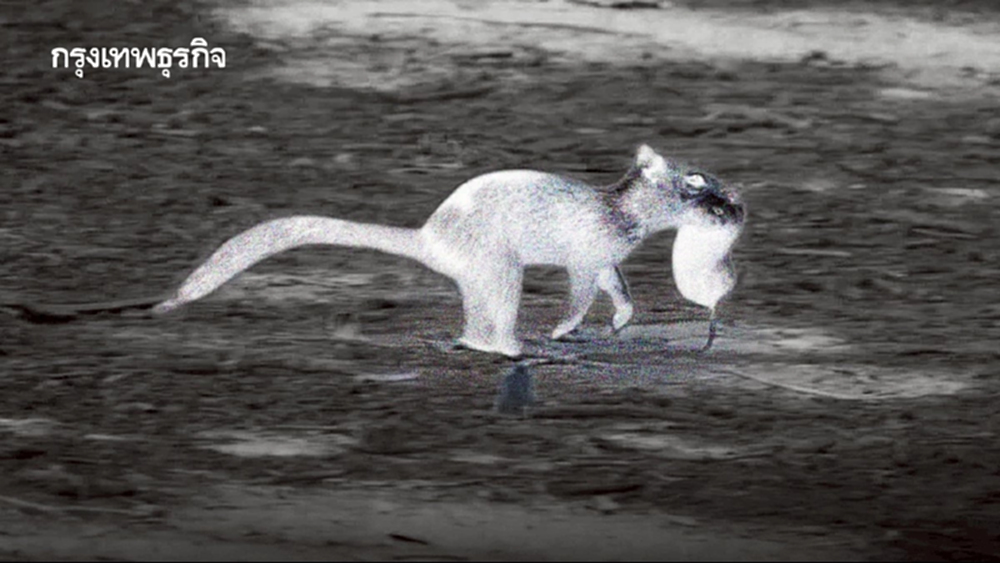 ‘กระรอก‘ เป็นนักล่า จับหนูนากินเป็นอาหาร คาดปรับตัวให้เข้ากับสิ่งแวดล้อม